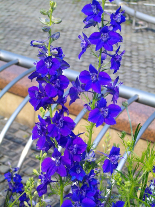 Consolida ajacis 'Blue Spire'